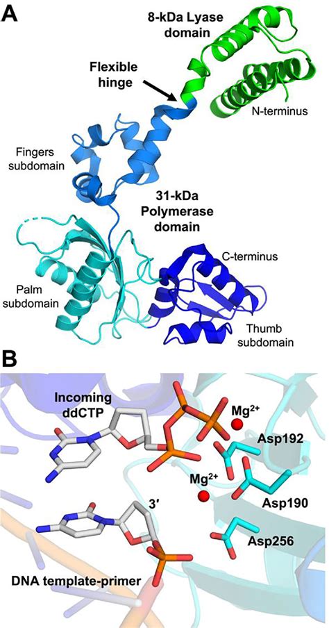 dna polymerase beta|DNA Polymerase β .